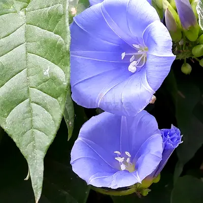 Jacquemontia Martii Clustervine 60cm – 70cm – Live Outdoor Plant