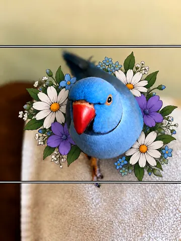 Lost parrot blue ring neck