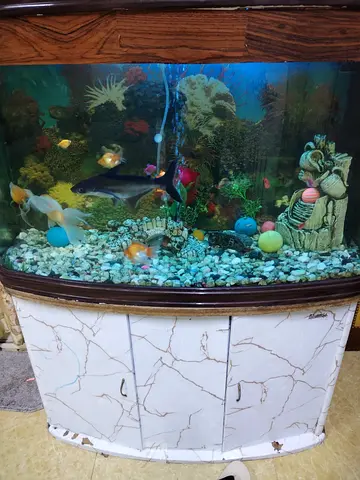 Wooden fish tank cabinet with curved aquarium - used