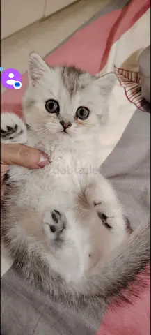 Adoption