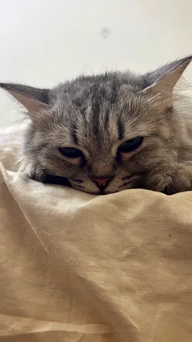 For Adoption / Re-Homing - Female Silver Tabby (Persian Mix)
