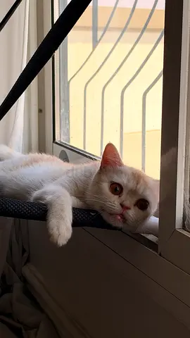 Friendly white/cream male cat available for adoption (free)