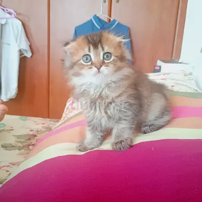 Beautiful gold brown Scottish fold female young kitten