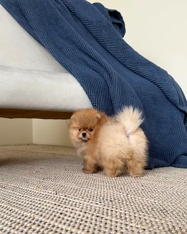 my adorable Pomeranian looking for a lovely home and shelter