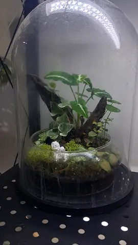 Glass Cloche Terrarium with Live Moss and Ivy - Ready to Display