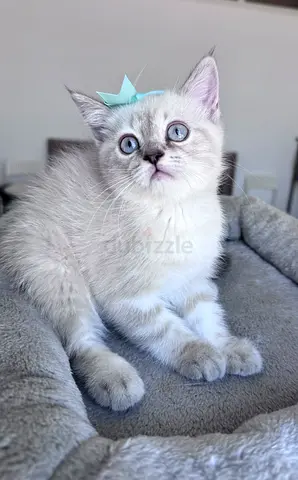 Gorgeous Blue\-Eyed Female Kitten \| Vaccinated & Pet Passport/- British Mix.