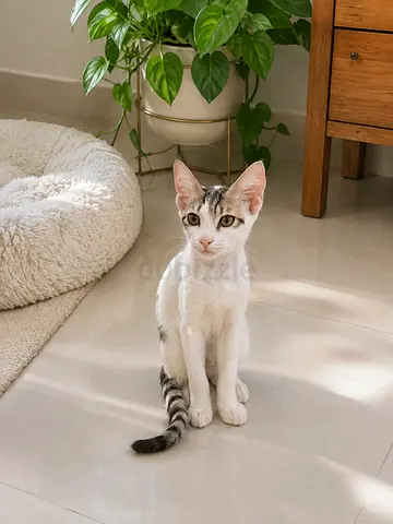 Young male kitten — playful and litter-trained- looking for forever home