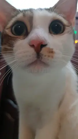 Gentle male cat for adoption