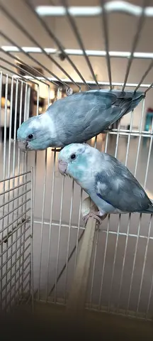 Parrotlet pair - the world smallest parrot that can talk