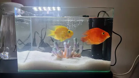 aquarium and parrot fish