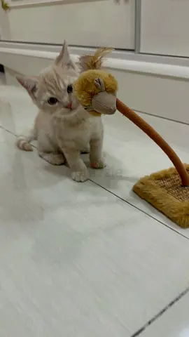 British shorthair male female kitten, three months old