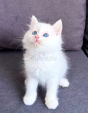 Adorable Pure Persian Kittens