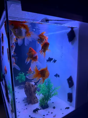 Aquarium with multiple goldfish — ready-to-move setup
