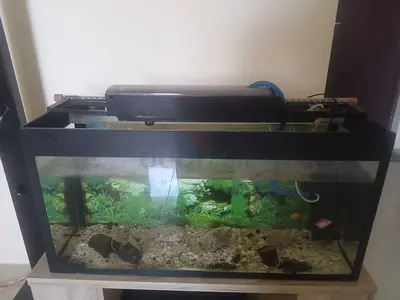 Used 80cm Fish Aquarium Tank with Light and Filter - Ready to Set Up