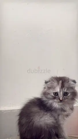 Kittens