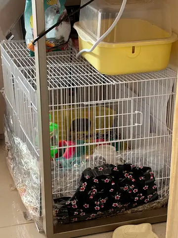 Hampster for sale