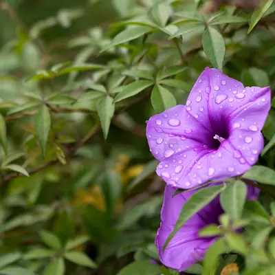 Ipomoea Cairica 60cm – 80cm – Live Outdoor Plant, UAE Delivery