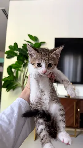 Kittens for FREE adoption
