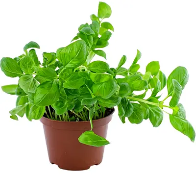 Ocimum Basillicum Basil Persian 40cm – 50cm – Live Outdoor Plant