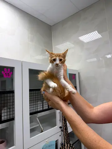 Two Ginger Brothers for Adoption – 4 Months, Vaccinated