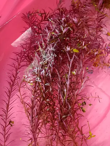 Rotala Rotundifolia Red