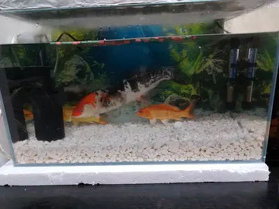 60-50L Glass Aquarium Tank with Koi/Goldfish and Accessories