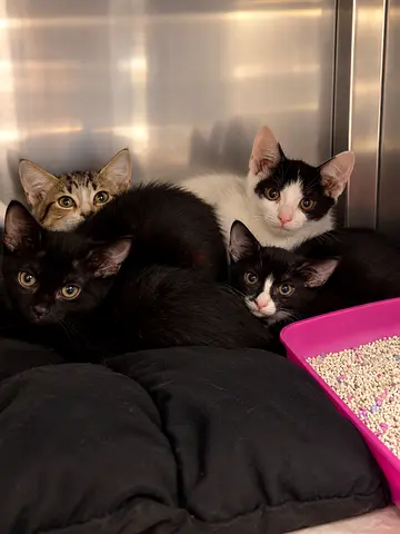Adopt a rescued kitten for free 🐈‍⬛