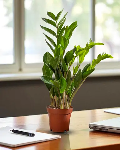 ZZ Plant ( Zamioculcas Zamiifolia ) 40 cm – Live Indoor Plant