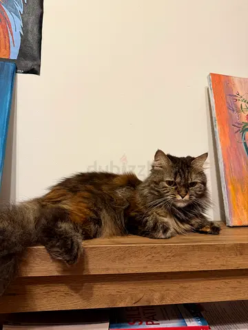 Cat for free adoption