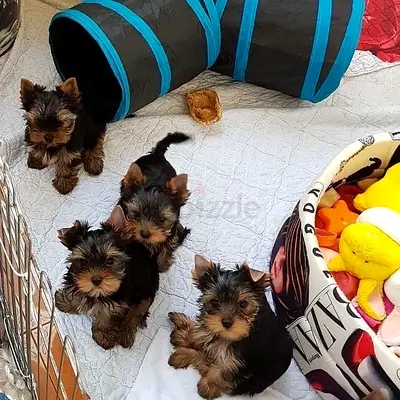 Purebred Yorkie puppies for a good home