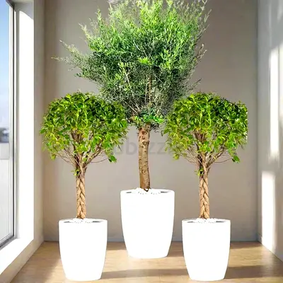 XL Olive Tree & Twin Braided Bonsais Bundle – Live Plants, UAE Delivery