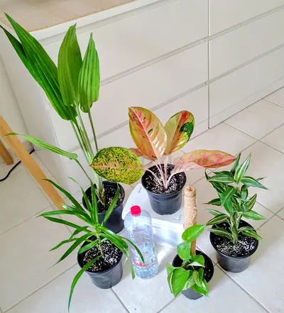 Collection of 5 indoor potted houseplants — mixed varieties, healthy