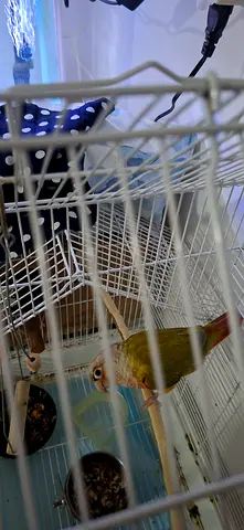 Birds