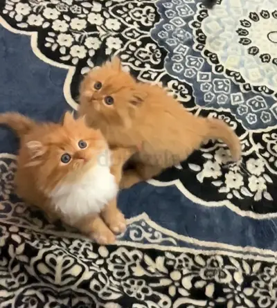 Pair of friendly ginger kittens — 8 weeks old, looking for a home