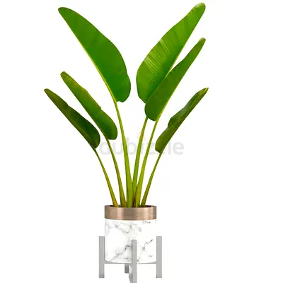 Ravenala Madagascariensis 100cm – 150cm – Live Outdoor Plant