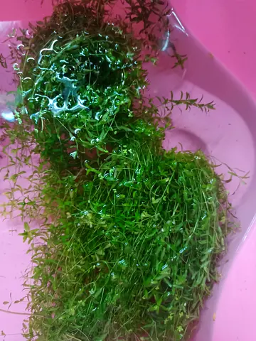 Pearlweed trimmings