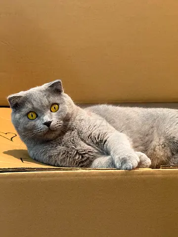 Scottish fold cat for FREE adoption