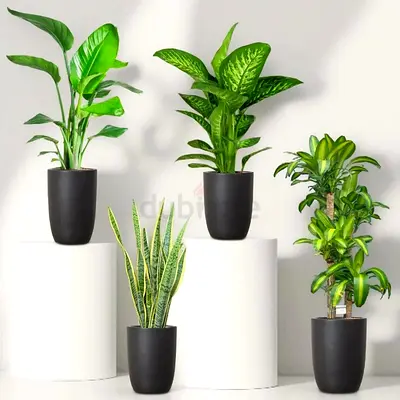 Premium Office Bundle in Black ceramic Pot – Live Plants, UAE Delivery