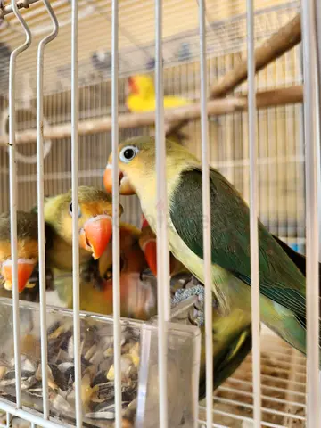 Bird Cage