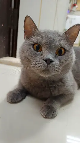 British shorthair female adult cat for rehoming