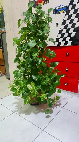 Money Plant (Indoor Golden Pothos )- Healthy Climbing Houseplant