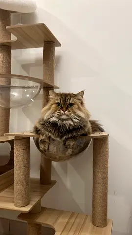 Cats for adoption. 3 years old. Female