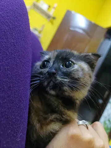 Unique Tortoiseshell Scottish fold female kitten looking for a new home