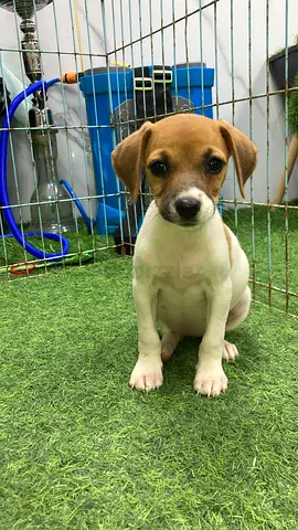 Female Jack Russell for adoption