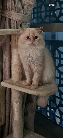 Cat for Adoption