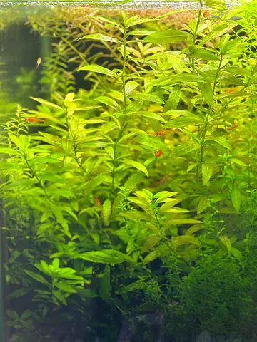 Hygrophila Polysperma