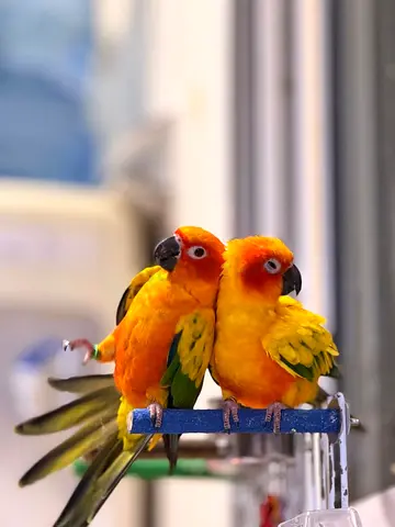Pair of Sun Conure Parrots — Friendly and Hand-Tamed