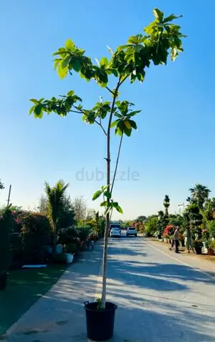Terminalia Cattapa 450cm – Live Tree, UAE Delivery