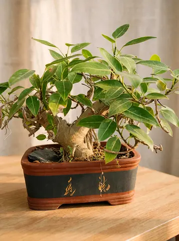 Healthy Ficus Bonsai in Decorative Rectangular Pot