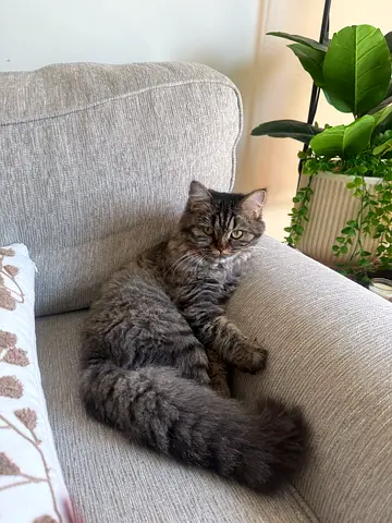 Pet for free adoption